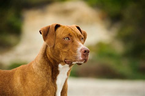 pit bull terrier breed